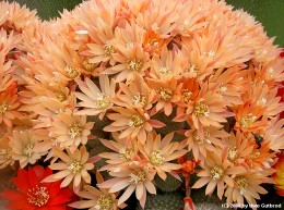 Rebutia cv. SUNRISE